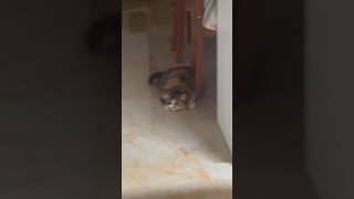 #cat #neck #exercise #catlover #funnycat #funny #catvideos #catshorts #cutiepie #trending #fyp