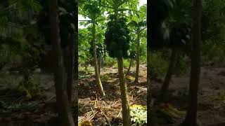 Une plantation de papaye en Casamance.