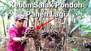 Berkebun Salak Pondoh Memang Asik Saat Panen