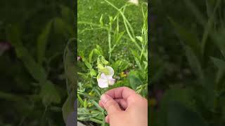 Sweet pea flowers #garden #flowers