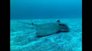 Eagle Ray, Izu Oceanic Park, Japan