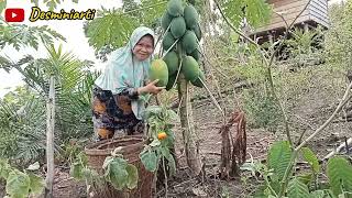 Aktivitas Hidup di Desa || Panen Pepaya, Terong dan Cabe di Ladang.