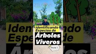 Identificando Especies en Viveros🌳‼️Parte 1 #árboles #plantas #arbolesnativos #vivero #plantas