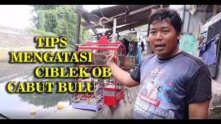 TIPS MENGATASI CIBLEK OVER BIRAHI CABUT BULU