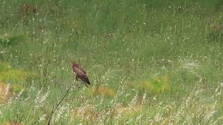 Falco pecchiaiolo ( Pernis apivorus )