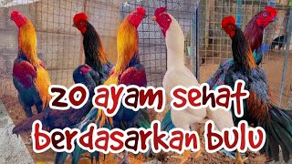 20 Ayam Aseel sehat bulu berkilap