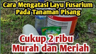 Cara Mengatasi Layu Fusarium Pada Tanaman Pisang || Cukup Modal 2 Ribu