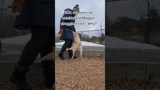 We upped the challenge by heading outdoors and using the park's equipment #seniordog #dogexercise