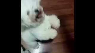 Bichon Frise  Twirling Spinning Dancing