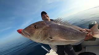 Denton y abadejo pesca al vivo