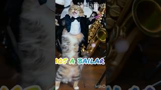 Vamos a bailar 🧡🙈🐾🐈🐈‍⬛🥳🤣 #gatitos #viralvideo  #gatitosbailando