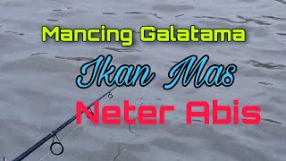 Mancing Galatama Mas Neter Abis