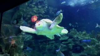 MY VISIT TO AQUARIA KLCC