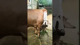 sapi berkaki enam 6