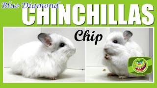 Chip beim Fototermin - Royal Persian Angora Chinchilla - White Blue Diamond