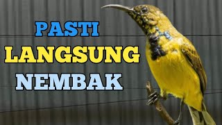 🔴 PASTI LANGSUNG NEMBAK, PANCINGAN SOGON BIAR GACOR NEMBAK