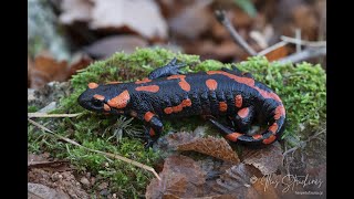 Orange Fire Salamander - Σαλαμάνδρα της Φωτιάς, σπάνιος πορτοκαλί χρωματισμός