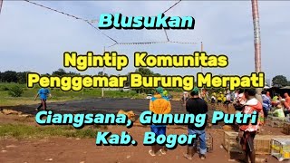 BLUSUKAN DI DESA CIANGSANA || Ada komunitas penggemar burung merpati