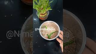 तिल की चटनी#til ki chutney#sesame chatni recipe #viral #trending #1miliyan 😋😋