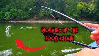 INSANE multispecies FISHING with KAYAK and SPINNERS