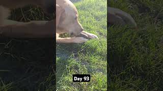 Day 93 until my dog gets 1k subscribers