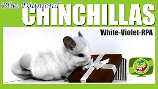 5 Minuten Familienleben ungeschnitten - Royal Persian Angora Chinchillas - White Violet