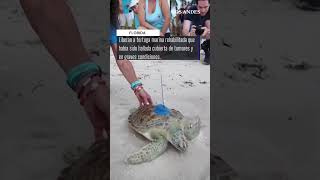 Liberan en los Cayos de Florida a una tortuga marina rehabilitada