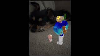 My Roblox character meets my dog!