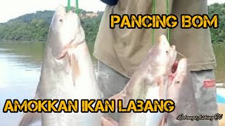 Amukkan.!!!!!  ikan labang selepas air besar.teknik pancing Bom.