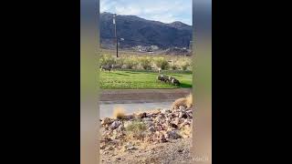 BIGHORN SHEEP Grazing on grass #SHORT