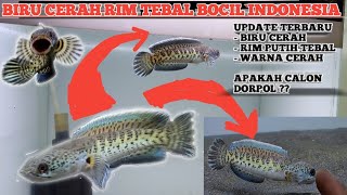 UPDATE TERBARU!!  BABY AURANTI RIM PUTIH TEBAL BIRU CALON DORSAL POLOS?? #auranti #aurantimaculata