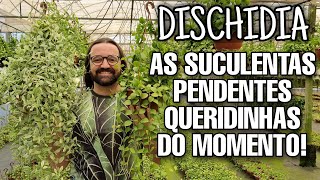 APRESENTANDO a DISCHIDIA - As SUCULENTAS do Momento - Plantas Pendentes para Urban Jungle