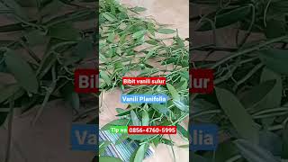 Bibit vanili sulur terkirim ke juragan baru .. TLP wa 085647605995 #jualbibitvanilisulur