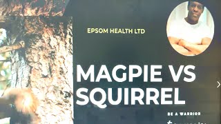 What happens when a Magpie Attacks a Squirrel...WOW!