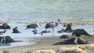 Grues cendrées au Lac du Der (Septembre 2016)