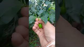 Green  chilli#Short#