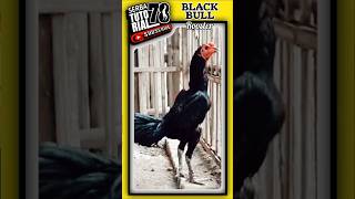 Black Bull Rooster #shorts #rooster #ayam #ayamhobi  #blackbullrooster#serbatutorial78