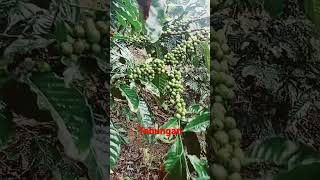 tabungan masa paceklik. #shortvideo #shortsvideo #kreatorkopi#kopi