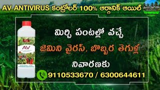 AV VIRUS KILLER 100% ORGANIC OIL || మిరపలో Av వైరస్ కంట్రోలర్ తో పంటను కాపాడుకోండి || 9110533670