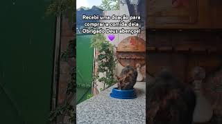 #gatosfofos #dog #viralvideo #shortsbrasil #shortsvideo #shorts #gatos #whiskas