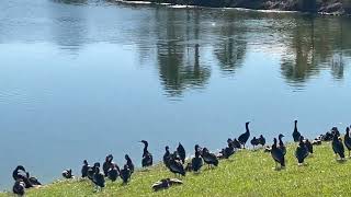 Hundreds of ducks in The Villages Florida