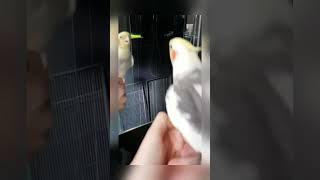 Beautiful cockatiel whistling😂 #birds #parrots #cockatiel