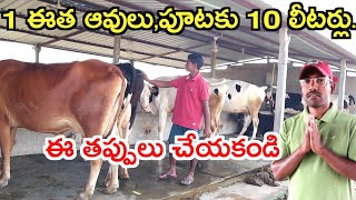 10 లీ"పైనే ఇచ్చే ఆవులు cows for dairy farm @MalleshAdla