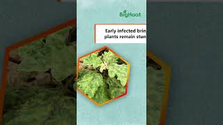 Identify Brinjal Mosaic Virus Symptoms! #farmingvideos #shorts