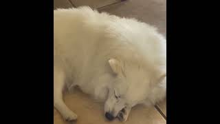 Sleeping American Eskimo Dog