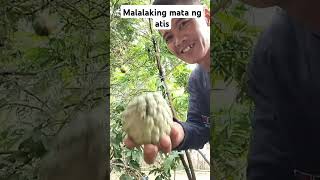 MALALAKING MATA NG ATIS