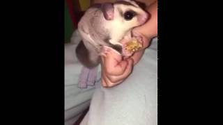 Sugar glider bonding