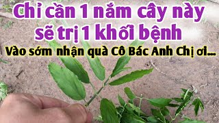 Bài thuốc giúp mau liền xương, Viêm Xoang. viêm dạ dày, viêm họng, bong gân trặc khớpPHAN HẢI Vlog.