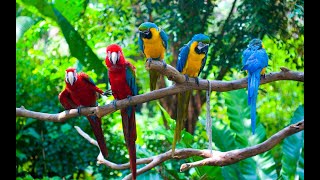 Floresta Amazonica