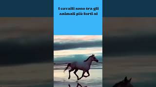 La Forza Nascosta dei Cavalli #shorts #curiosità #cute #animals #Cavalli #Chevaux #Pferde #Caballos